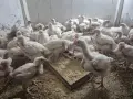 Продавам пилета бройлери, снимка 3