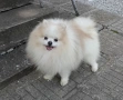 Померан , снимка 3