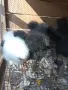 пилета копринки, снимка 1