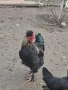 Домашни петли, снимка 14