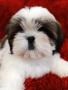 Кученца Ши Тцу /SHIH TZU FCI pedigree , снимка 2