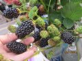 Къпина Бжезина - Blackberry Brzezina, снимка 6