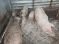 Малки прасеа от 20 до 30кг., снимка 2