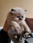 Уникални персийски котенца , снимка 1