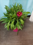 Хелихризум сухо цвете, снимка 1 - Градински цветя и растения - 44743848