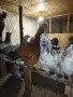 Продавам  Петли , снимка 1