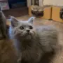 British Shorthair 61 дена, снимка 3