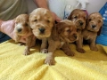 Кокер шпаньол карамел момченце ваксина, снимка 5