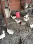 продавам кокошки, снимка 3