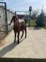  🐐 Продавам мъжки англо-нубийски ярета, снимка 5