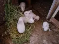 Продавам зайци София , снимка 2