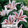 Луковици на Лилиум, снимка 4