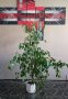 Зокум ( Лян ), Бенджамин фикус и трилистник , снимка 1 - Градински цветя и растения - 42790634