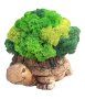 Кашпи "Костенурка" със скандинавски мъх , снимка 3