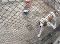 Кокер шпаньол момченце , снимка 1