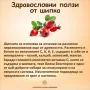 Шипки пресни плод,билки,витамини, чай, снимка 7