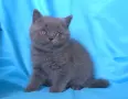 Чистокръвни Британски късокосмести котенца, снимка 7