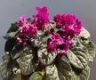 Saintpaulia Сейнтполия Сентполия African Violet Aфриканска теменужка стайна теменужка Фiалка, снимка 14