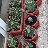 Продавам кактуси , снимка 4 - Стайни растения - 42411534