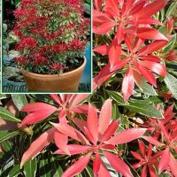 Пиерис-(pieris japonica)(4-сорта), снимка 4 - Градински цветя и растения - 32197304