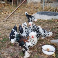 Продавам джинки Струмски бантам, снимка 4 - Кокошки и пуйки - 40918597