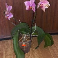 Орхидея фаленопсис Ravenna, снимка 3 - Стайни растения - 37358307