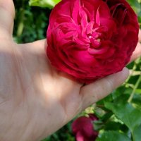Резници червена сортова роза, снимка 6 - Градински цветя и растения - 29160968