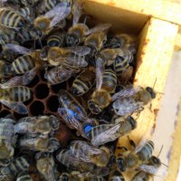Пчелни майки и отводки сезон 2024 , снимка 6 - Други животни - 31646927