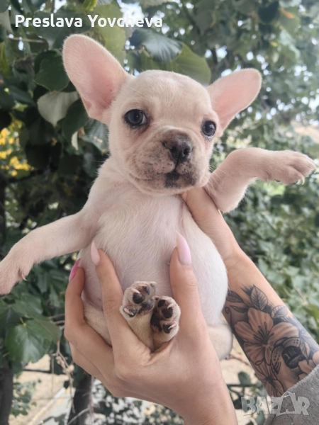 Бебета френски булдог , снимка 1