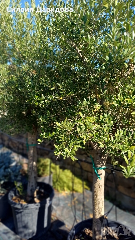 Маслина Европейска, снимка 1