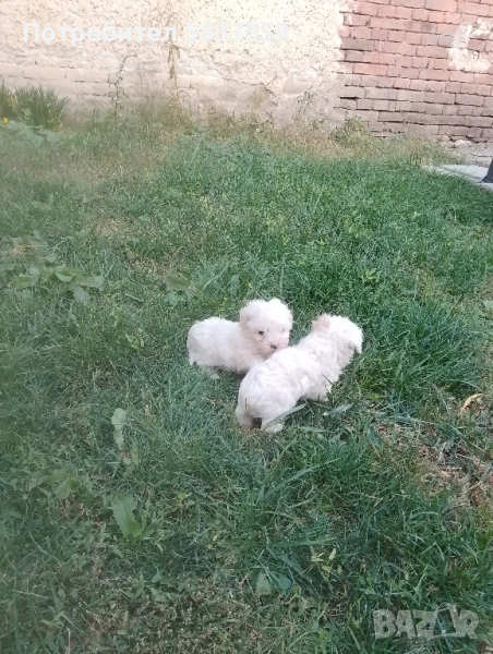 продавам болонка, снимка 1