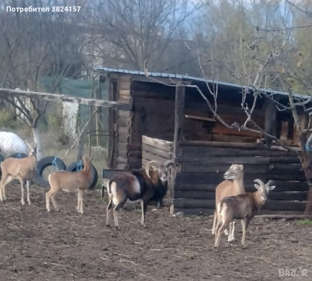 Муфлони, снимка 1