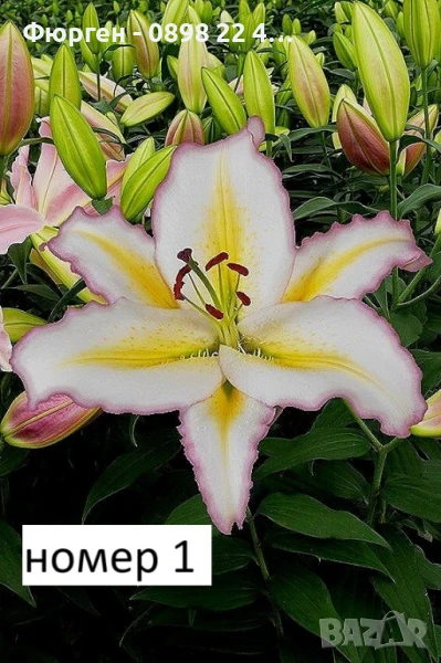 Лилиум в саксия Силно ароматен !, снимка 1