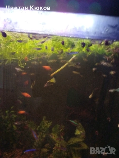 продавам рибки гупи, снимка 1