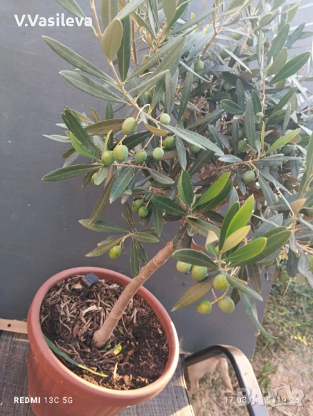Маслина , снимка 1
