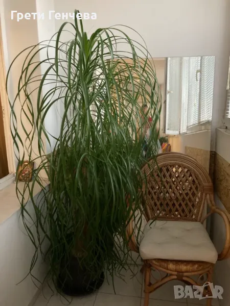 ПОДАРЯВАМ НОЛИНА вис. 180 см, снимка 1