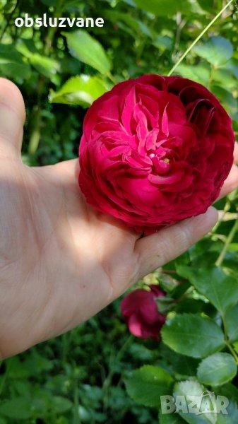 Резници червена сортова роза, снимка 1