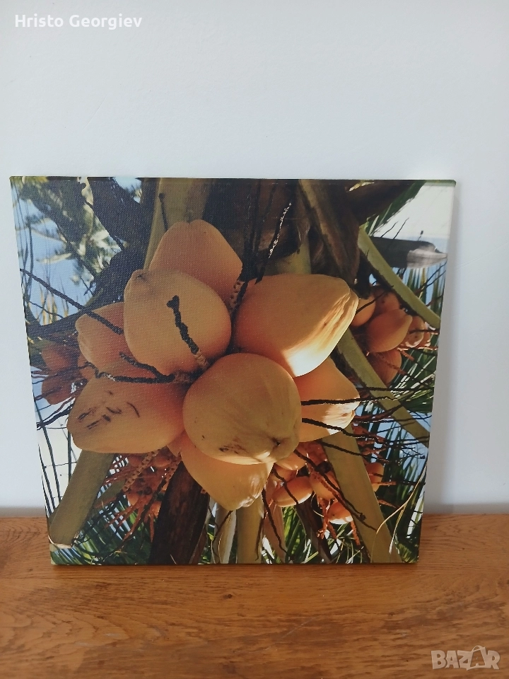 Снимка Картина Кокос, снимка 1