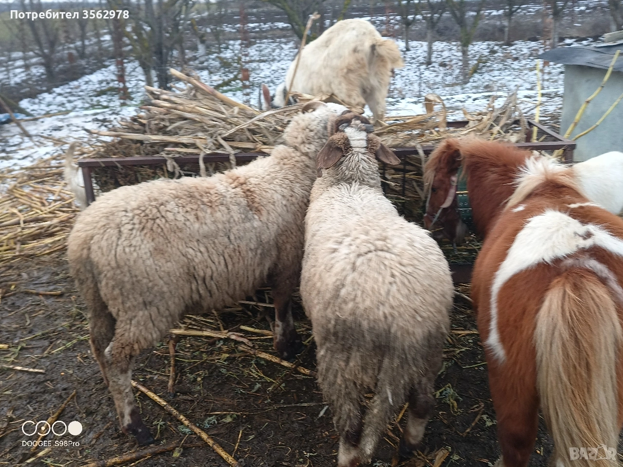 шилета , снимка 1