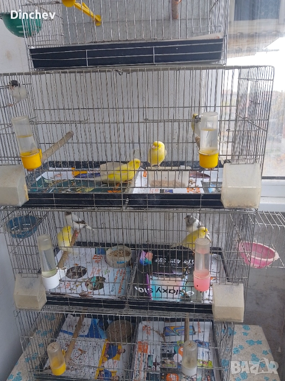 Продава канарчета 2025г, снимка 1