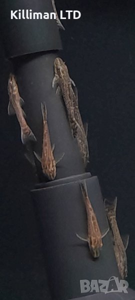 Черен отоцинклус, снимка 1