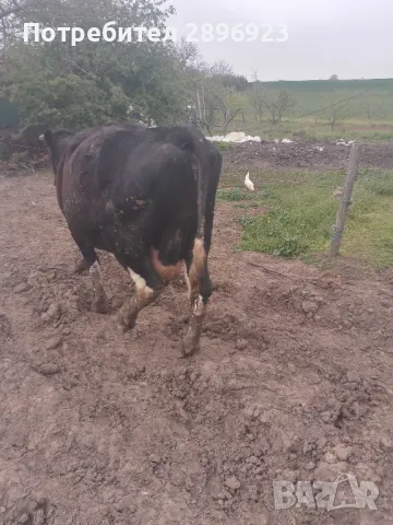 16 броя крави юници, снимка 8 - Крави - 50015524