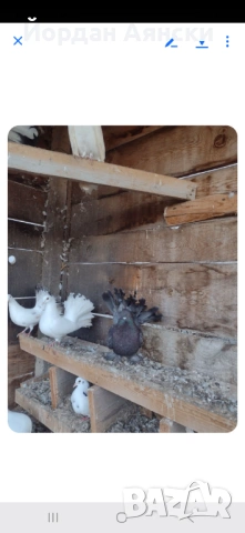 Разпродажба на паунести гълъби, снимка 3 - Гълъби - 54014584
