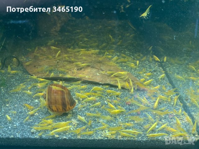 Жълти скариди, Yellow Shrimps, снимка 5 - Рибки - 40658195
