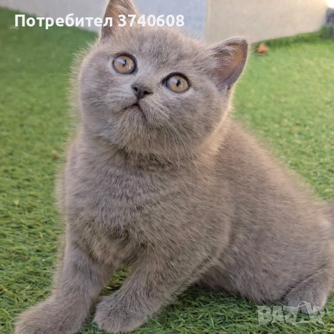 Британски котета. , снимка 4 - Британска късокосместа - 53879130