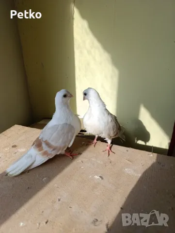 Продавам гълъби от снимките , снимка 5 - Гълъби - 47875262