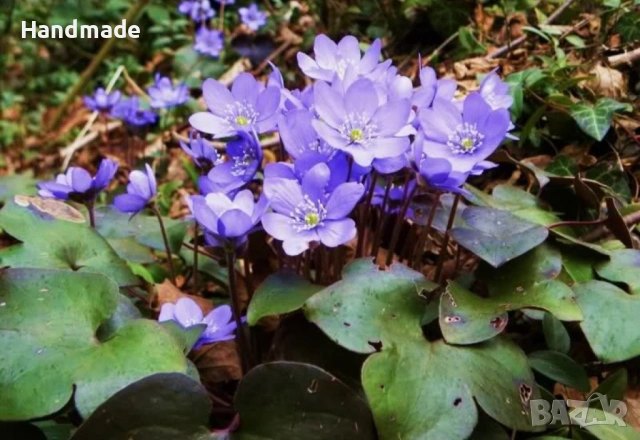 Гълъбови очички, потайниче, Hepatica nobilis