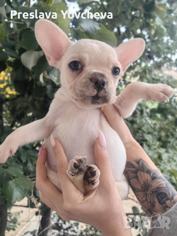 Бебета френски булдог 