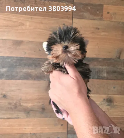 Супер мини момиченце йоркширски териер 