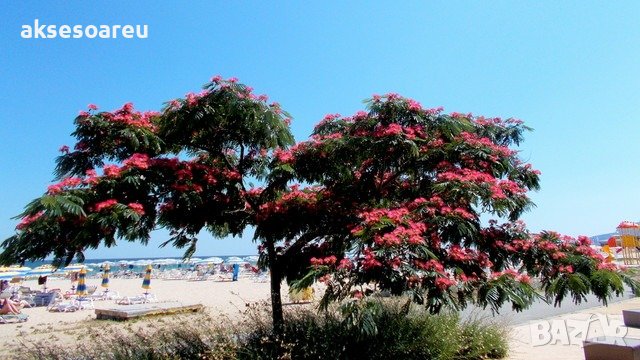 400 висококачествени семена от красиво декоративно копринено спящо медоносно дърво албиция за декора, снимка 15 - Разсади - 37673595